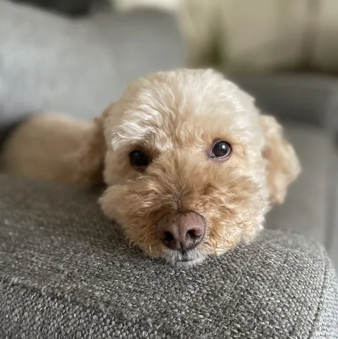 A dog resting its chin on a sofa.